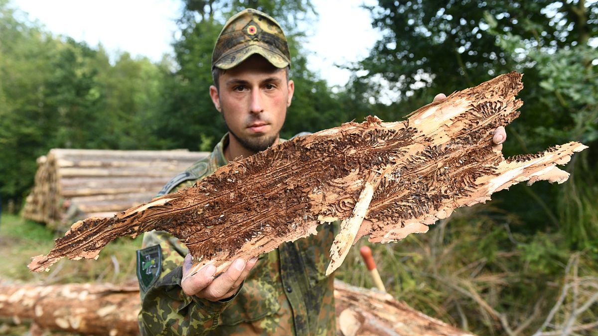 Germania: foreste a rischio, interviene l'esercito