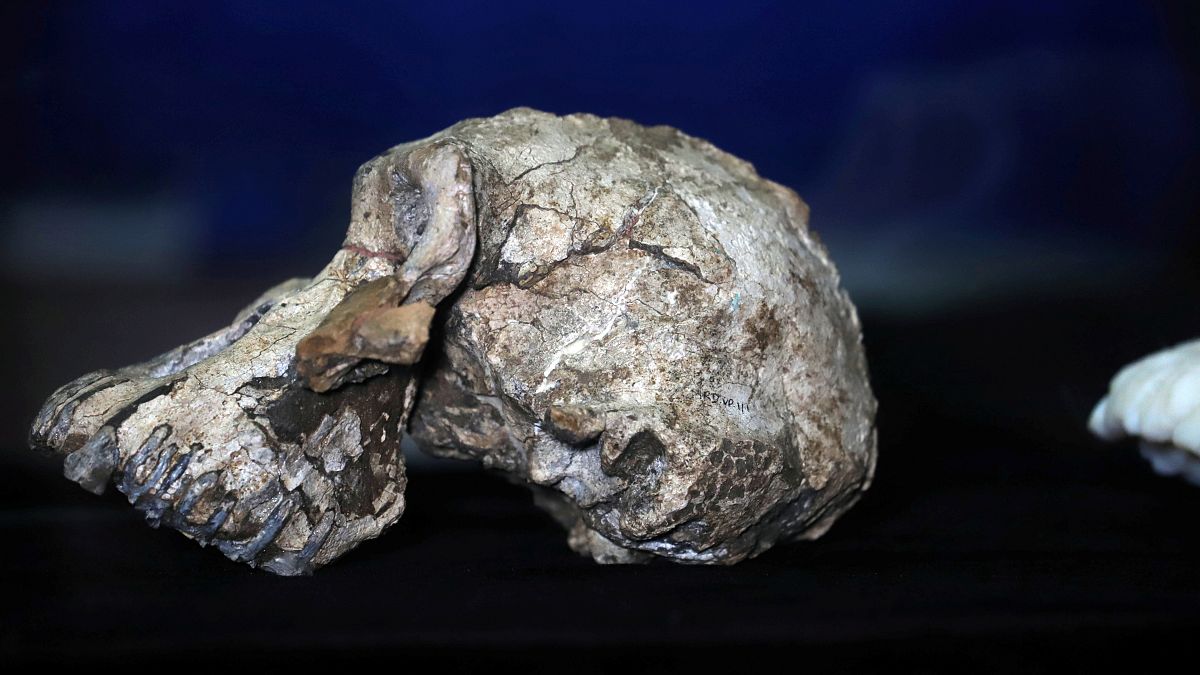 Etiyopya'da büyük keşif: 3,8 milyon yıl önce yaşamış ilk insana ait kafatası bulundu