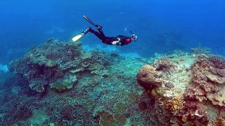 A man snorkels in an area called the "Coral Gardens" near Lady Elliot Island, on the Great Barrier Reef