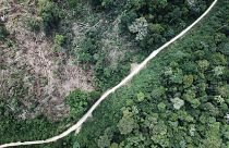 ¿La selva amazónica es realmente el “pulmón del planeta”?