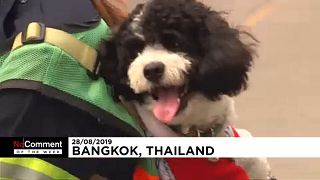 Ταϊλάνδη: Η νέα μόδα «φέρε τον σκύλο σου στη δουλειά»