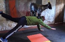 Des chèvres pygmées, principale attraction de ce cours de Pilates