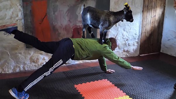 Pilates mit Zwergziege Mabel Pilates mit Zwergziege Mabel
