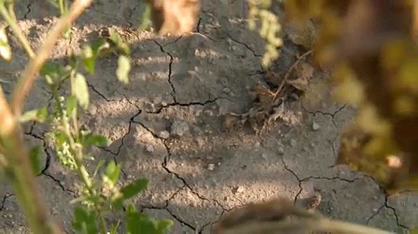 Magyarországnak alkalmazkodnia kell a klímaváltozáshoz Magyarországnak alkalmazkodnia kell a klímaváltozáshoz