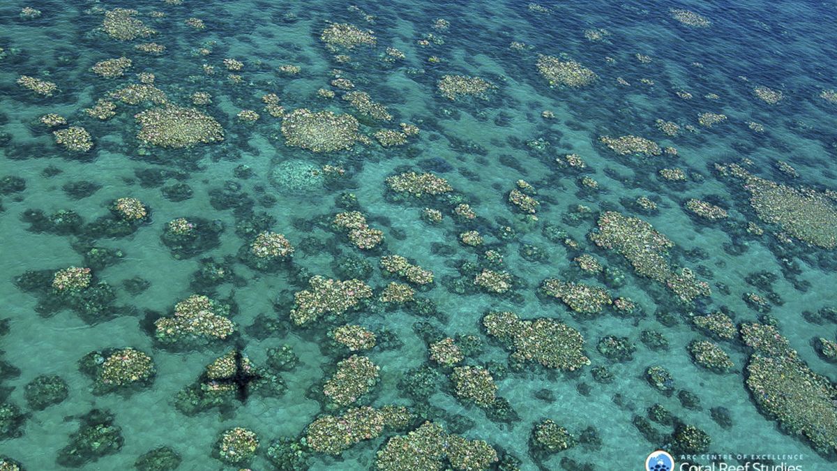 Nagyon rosszra rontották a Nagy-korallzátony kilátásait