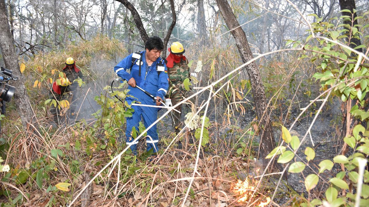 شاهد: بعد مساعدته رجال الإطفاء لإخماد حرائق الغابات رئيس بوليفيا يتوه في الأدغال 