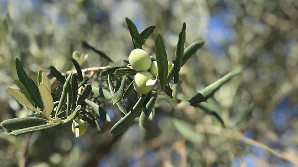 RÖP | Zeytin üretiminde dünya liderliği mümkün mü? Zeytincilik sektörü katma değer yaratmak istiyor RÖP | Zeytin üretiminde dünya liderliği mümkün mü? Zeytincilik sektörü katma değer yaratmak istiyor