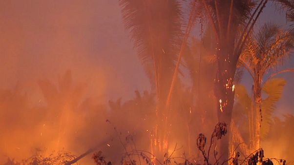 Bolsonaro vuelve a autorizar el uso de fuego para cultivos en regiones fuera del Amazonas Bolsonaro vuelve a autorizar el uso de fuego para cultivos en regiones fuera del Amazonas