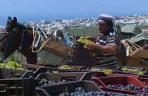 The grape harvest is down 30% since 2018 and 50% from 2017