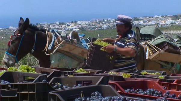 The grape harvest is down 30% since 2018 and 50% from 2017 The grape harvest is down 30% since 2018 and 50% from 2017