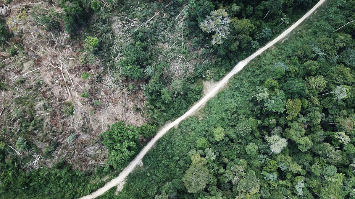 Is the Amazon forest really ‘the lungs of the planet’?