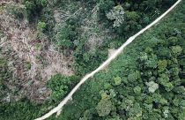 Is the Amazon forest really ‘the lungs of the planet’?