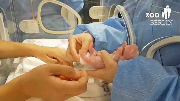 Pandák születtek a berlini állatkertben Pandák születtek a berlini állatkertben