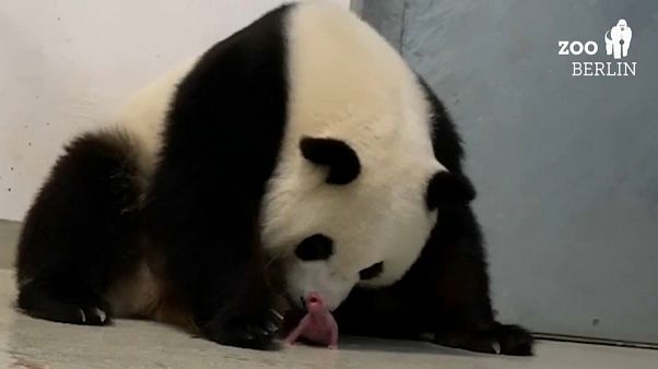 Nacen los primeros dos osos panda en Alemania Nacen los primeros dos osos panda en Alemania