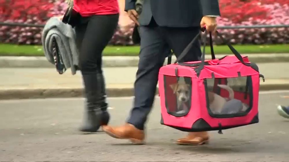 New Top Dog Joins Larry The Cat At Downing Street Euronews