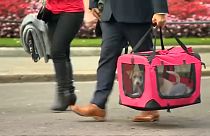 DOG DELIVERED TO NUMBER 10 DOWNING STREET BY MEMBERS OF CHARITY