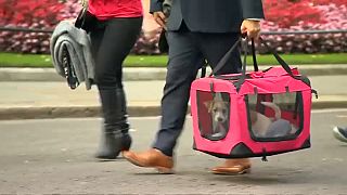 DOG DELIVERED TO NUMBER 10 DOWNING STREET BY MEMBERS OF CHARITY