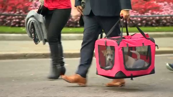 DOG DELIVERED TO NUMBER 10 DOWNING STREET BY MEMBERS OF CHARITY DOG DELIVERED TO NUMBER 10 DOWNING STREET BY MEMBERS OF CHARITY