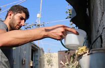 عبد الحميد يسقي ورودا