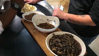 شاهد: أطباق "عامرة" بالحشرات في أول مطعم من نوعه بجنوب إفريقيا
