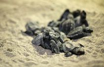 شاهد: زواحف مهددة بالانقراض تتكاثر بشكل مفاجئ لتغزو شواطئ الإكوادور