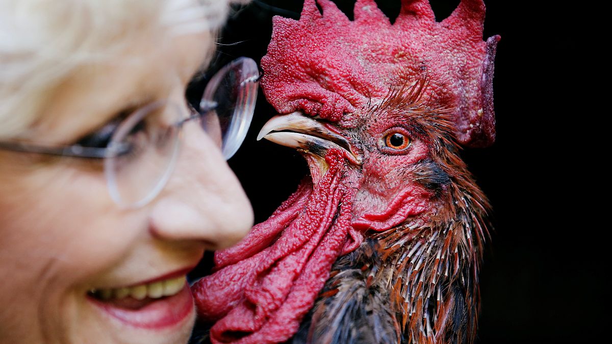 Alarm cock! Rooster ruling gives rural France something to crow about