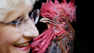 Alarm cock! Rooster ruling gives rural France something to crow about