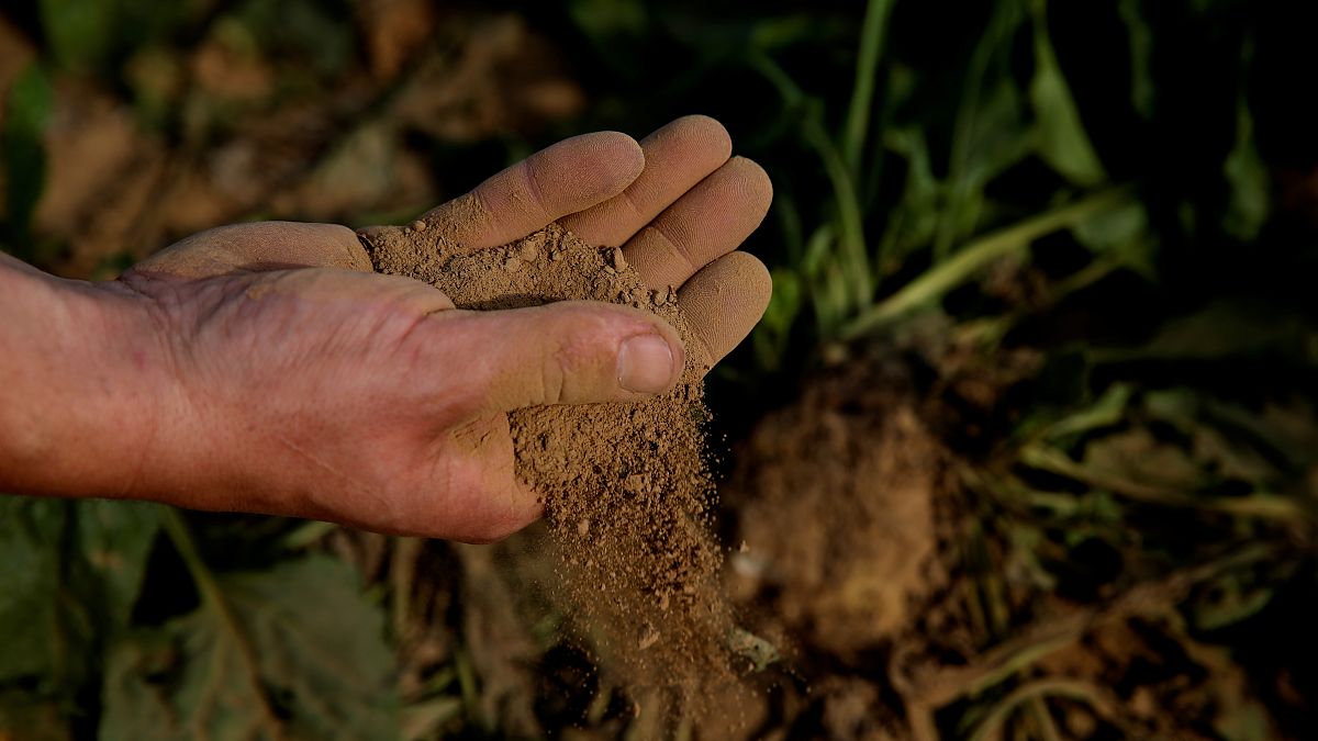 A man holds dry earth from a sugar beet field, as extreme drought hits France, in Cantaing-sur-Escaut, France, August 27, 2019