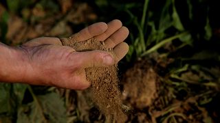 A man holds dry earth from a sugar beet field, as extreme drought hits France, in Cantaing-sur-Escaut, France, August 27, 2019