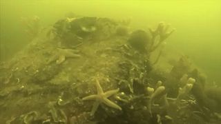 Eltűntek a halak egy dán tengerszorosból