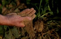 El cambio climático reduciría a la mitad la producción de cultivos en el sur de Europa para 2050