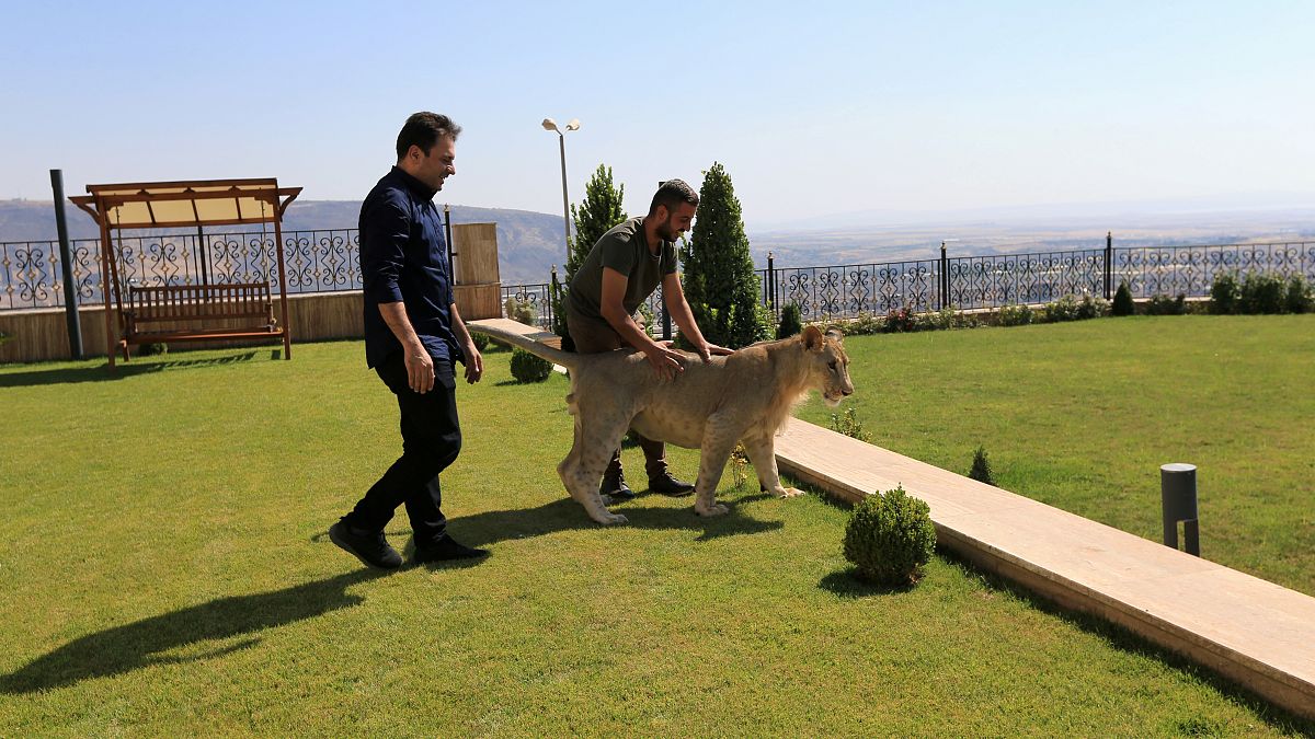Irak : un lion pour animal de compagnie