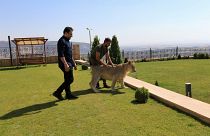 Leo the pet lion: a local celebrity in Iraq's Dohuk