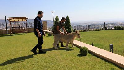 Leo the pet lion: a local celebrity in Iraq's Dohuk