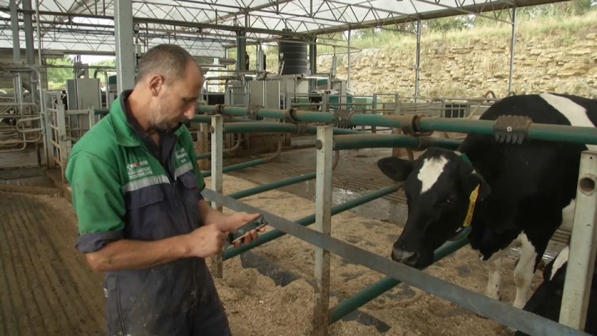 شاهد: الأبقار البريطانية تدخل دائرة استغلال تكنولوجيا جي5 
