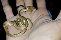 Le fameux reptile, photographié à Tabanan en Indonésie, le 05/09/2019