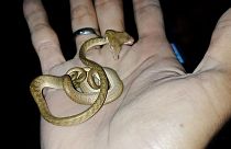 Rare two-headed snakes found in Indonesia and U.S.