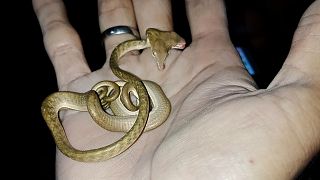 [EZT LÁTTAD?] Rendkívül ritka, kétfejű kígyót találtak Balin