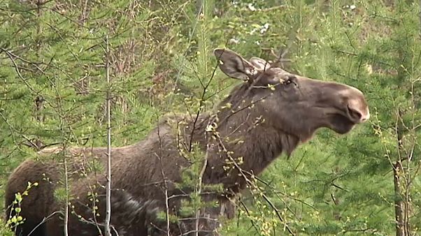 Jagdsaison In Schweden Elche Leben Gefahrlich Euronews