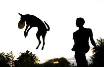 İspanya'nın bir kentinde çocuk sayısını geçen köpekler için sahiplerine 'dışkı' vergisi