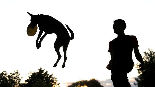İspanya'nın bir kentinde çocuk sayısını geçen köpekler için sahiplerine 'dışkı' vergisi İspanya'nın bir kentinde çocuk sayısını geçen köpekler için sahiplerine 'dışkı' vergisi