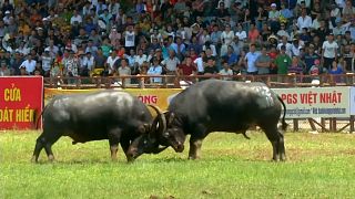 Horns lock at controversial buffalo fighting festival in Vietnam
