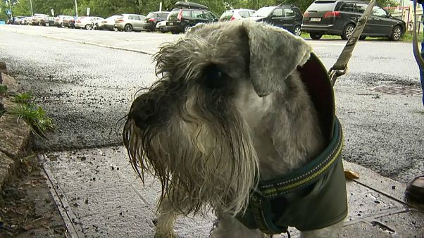 Doença misteriosa mata cães na Noruega Doença misteriosa mata cães na Noruega