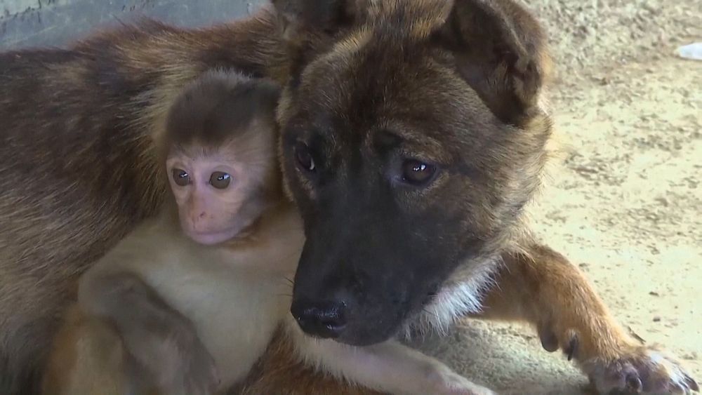 Chinese Villager Adopts Injured Baby Monkey Euronews