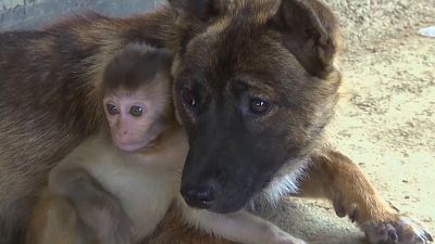 Amizade invulgar junta macaco e três cães