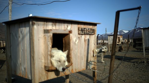 Norveç'te 'gizemli' bir hastalık onlarca köpeğin ölümüne yol açtı Norveç'te 'gizemli' bir hastalık onlarca köpeğin ölümüne yol açtı