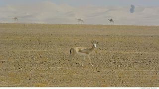 A proteção da biodiversidade no Dubai