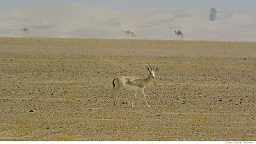 A proteção da biodiversidade no Dubai