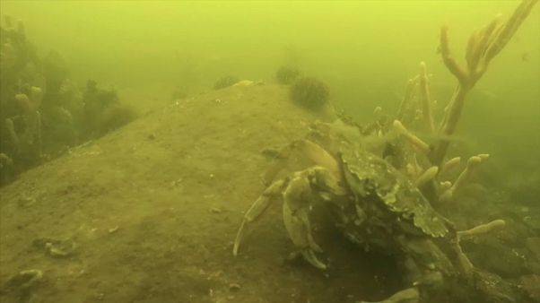 Dinamarca: Desaparecimento dos peixes no Báltico desespera pescadores Dinamarca: Desaparecimento dos peixes no Báltico desespera pescadores