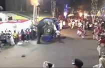 Sri Lanka'da geçit töreninde ürken filler kalabalığa daldı: 17 yaralı